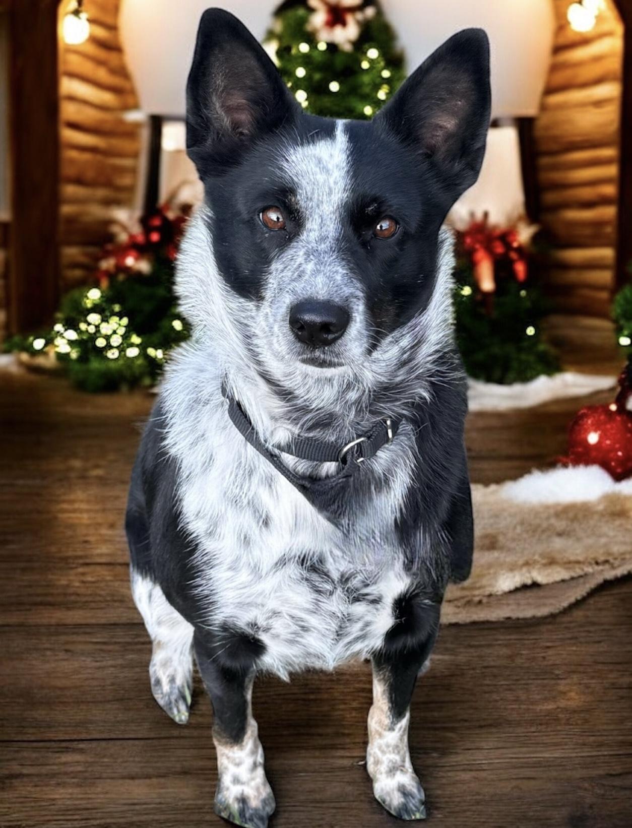 Enlarge Storm, an adopted Border Collie in South Saint Paul, MN image 5/6