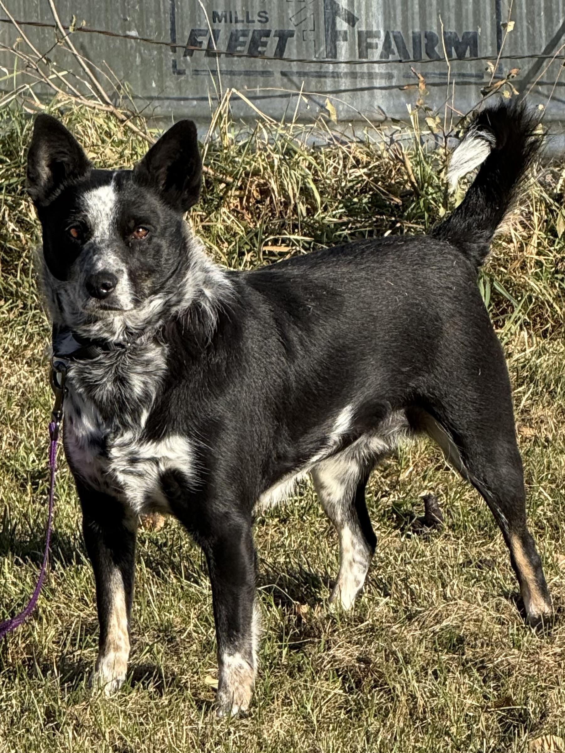 Enlarge Storm, an adopted Border Collie in South Saint Paul, MN image 6/6