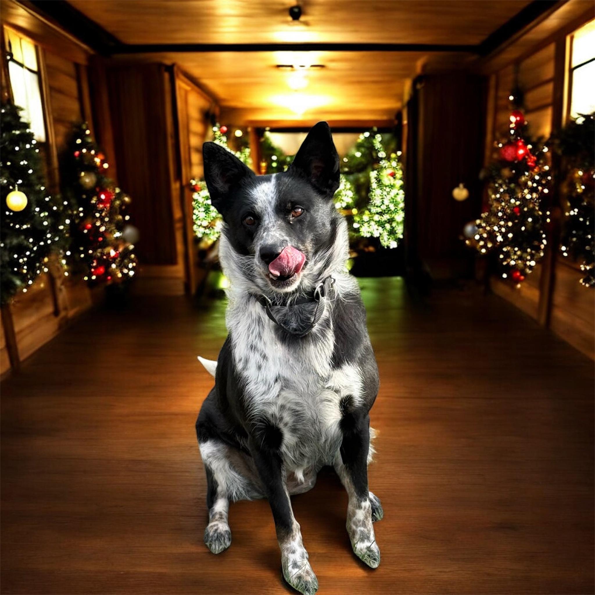 Enlarge Storm, an adopted Border Collie in South Saint Paul, MN image 3/6