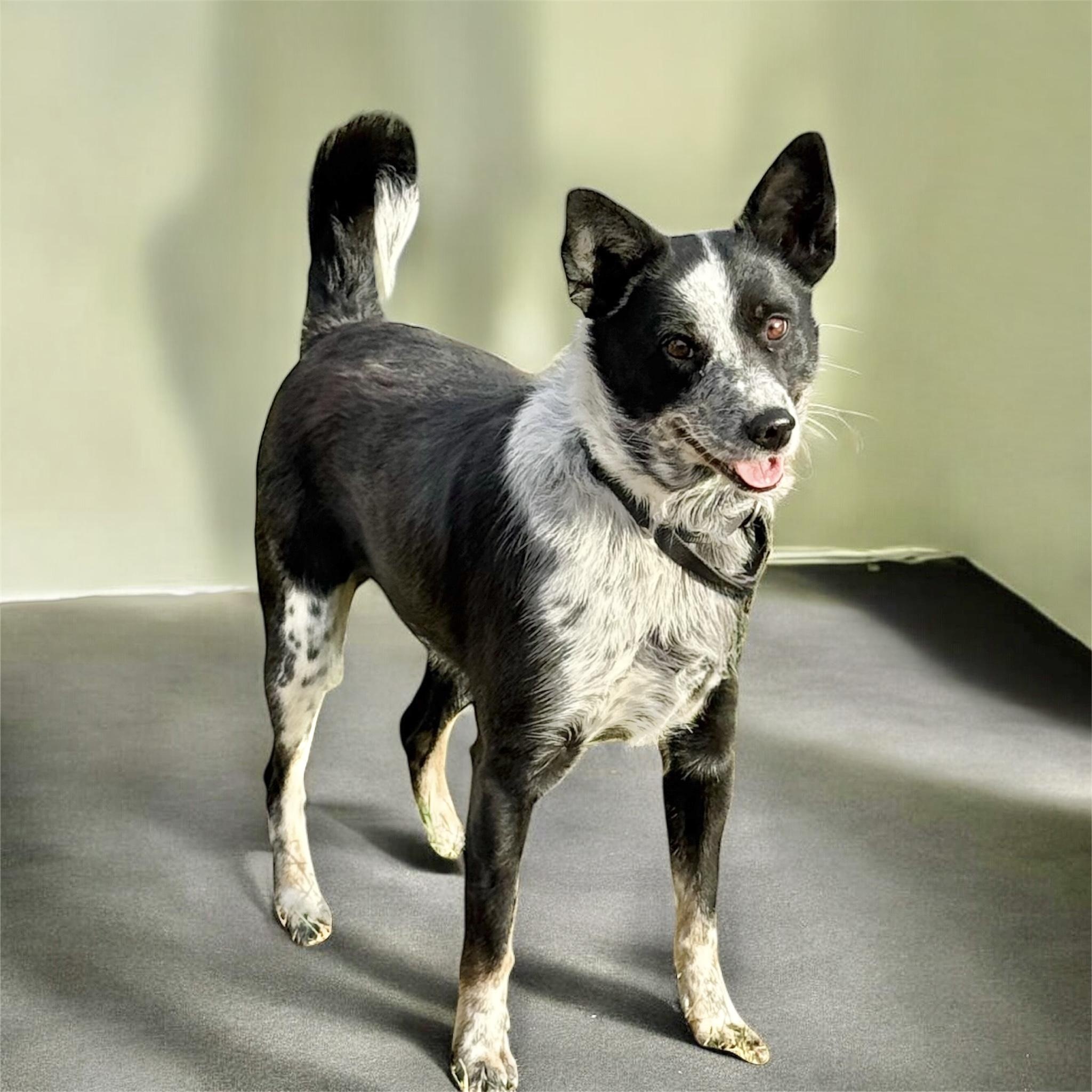 Enlarge Storm, an adopted Border Collie in South Saint Paul, MN image 4/6