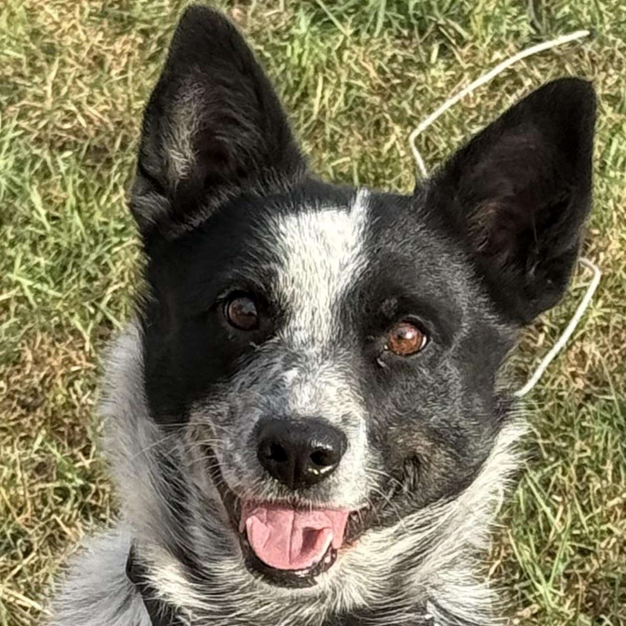 Storm, adopted, Young Female Border Collie.