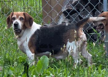 Sky, a ADOPTABLE Beagle in West Decatur, PA image 1/2