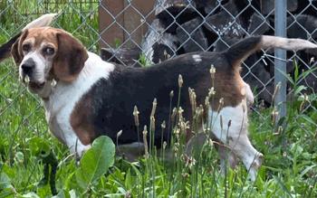 Sky, a ADOPTABLE Beagle in West Decatur, PA image 2/2