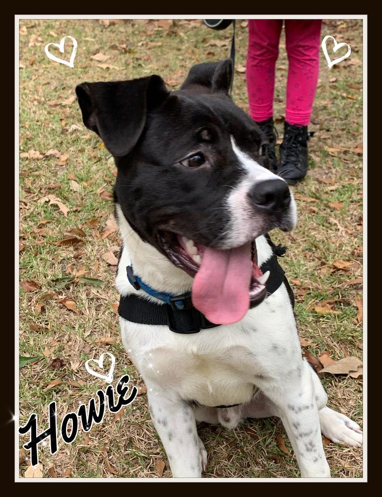 Howie, Adoptable, Young Male Boxer.