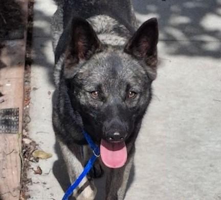 LUCY, Adoptable, Young Female Norwegian Elkhound.