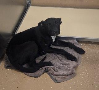 Enlarge Angus, an adoptable mixed breed in Allen, TX image 1/1