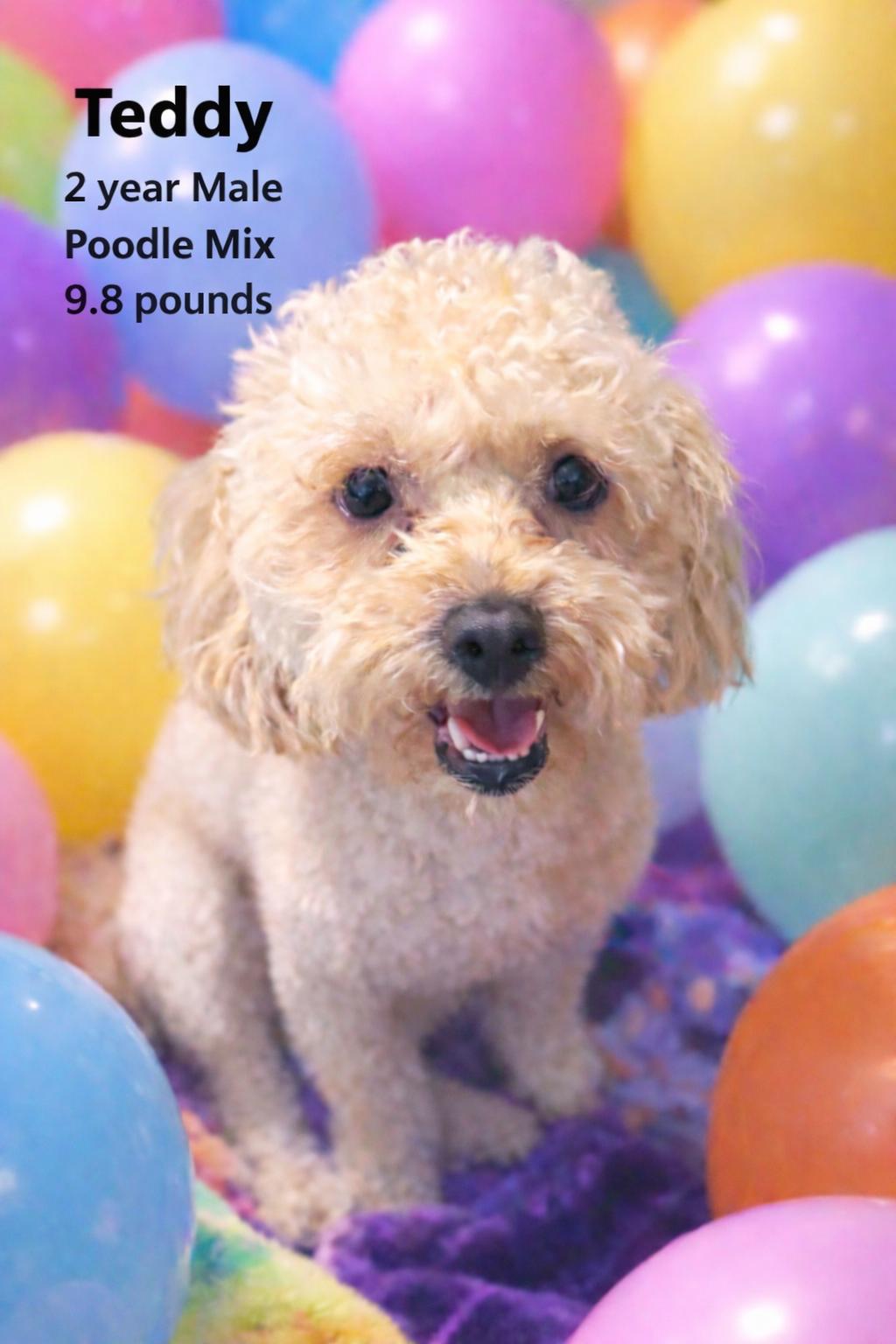 TEDDY  – 2 YEAR MALE TOY POODLE - 10 POUNDS, adopted, Adult Male Poodle (Toy).