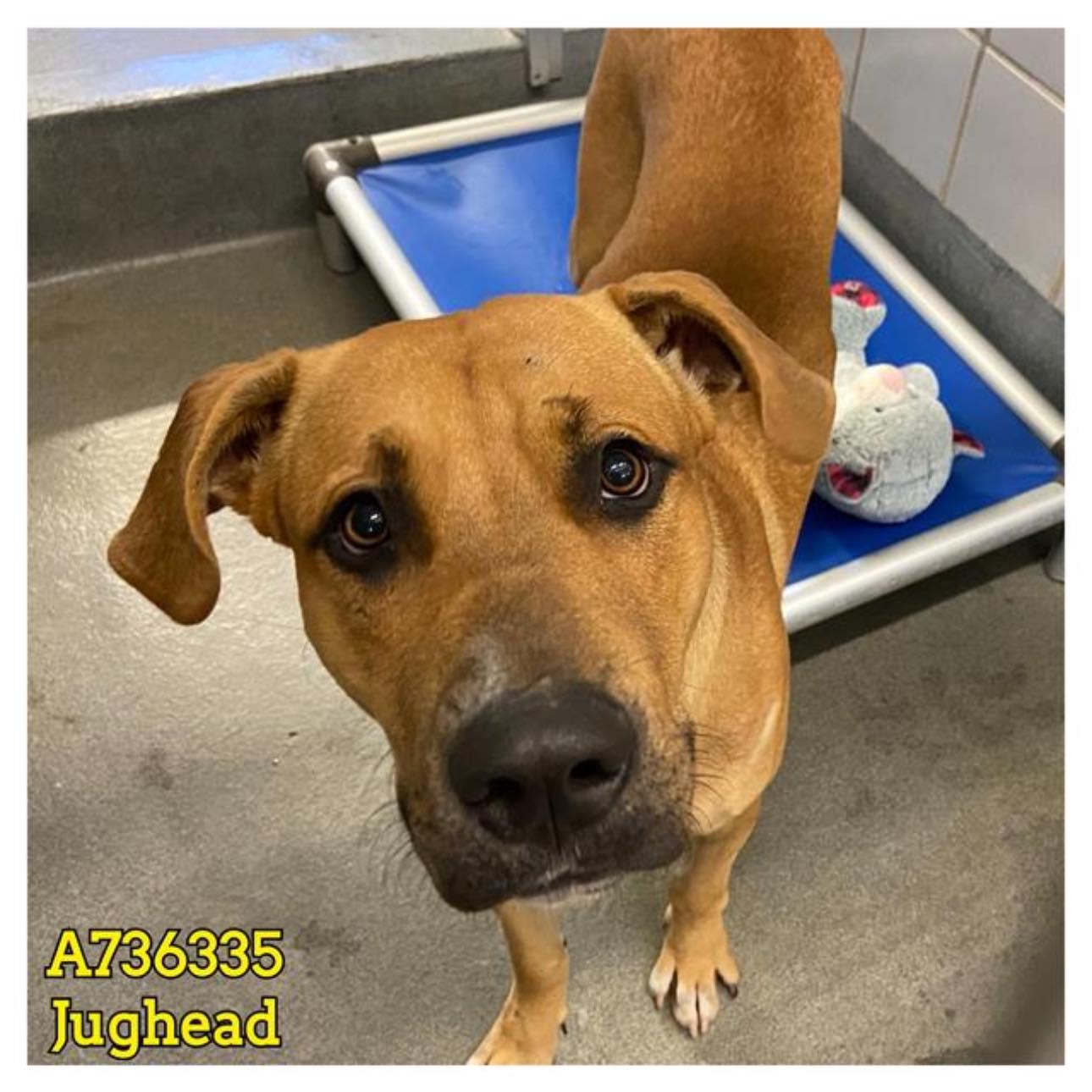 Dog for adoption - Jasper, a German Shepherd Dog Mix in Charlotte, NC ...