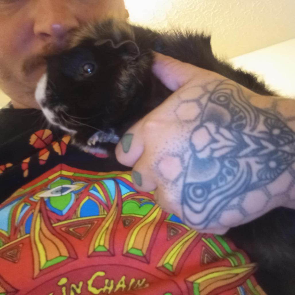 Enlarge Zeppelin, a Adoptable Guinea Pig in Lynchburg, VA image 1/1
