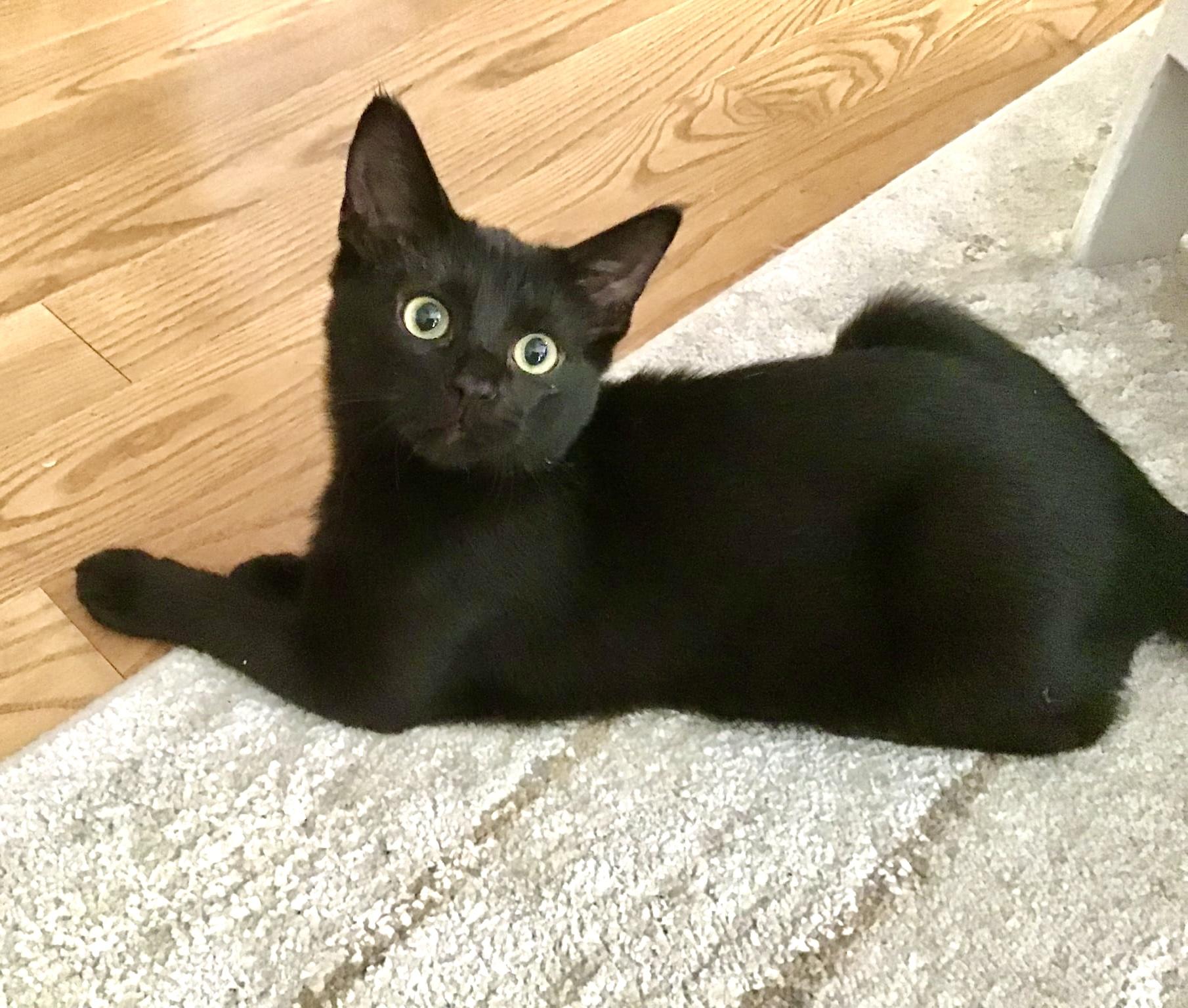 Enlarge ROOKY, a Adoptable Domestic Short Hair in Delhi, ON image 2/6