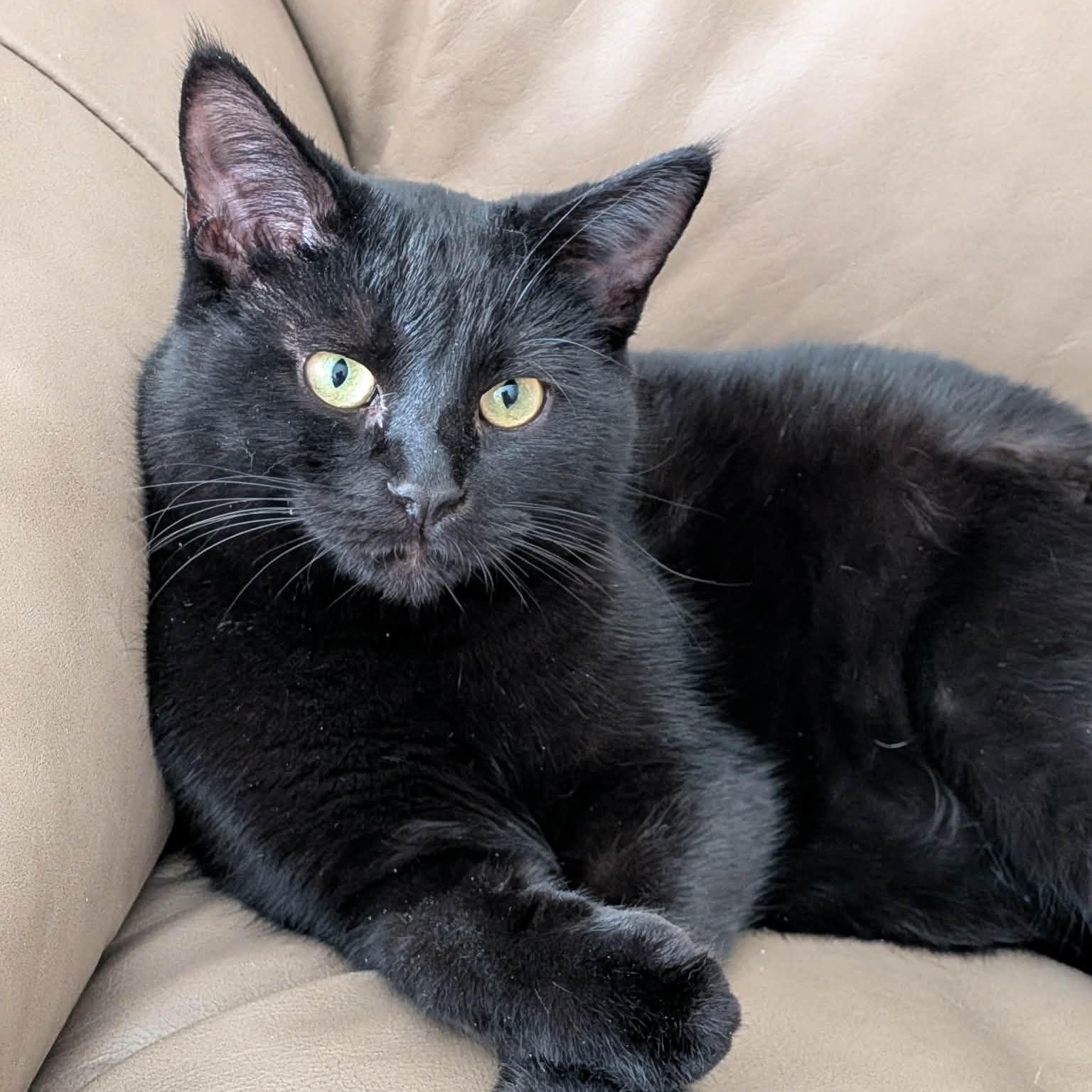 Enlarge ROOKY, a Adoptable Domestic Short Hair in Delhi, ON image 1/6