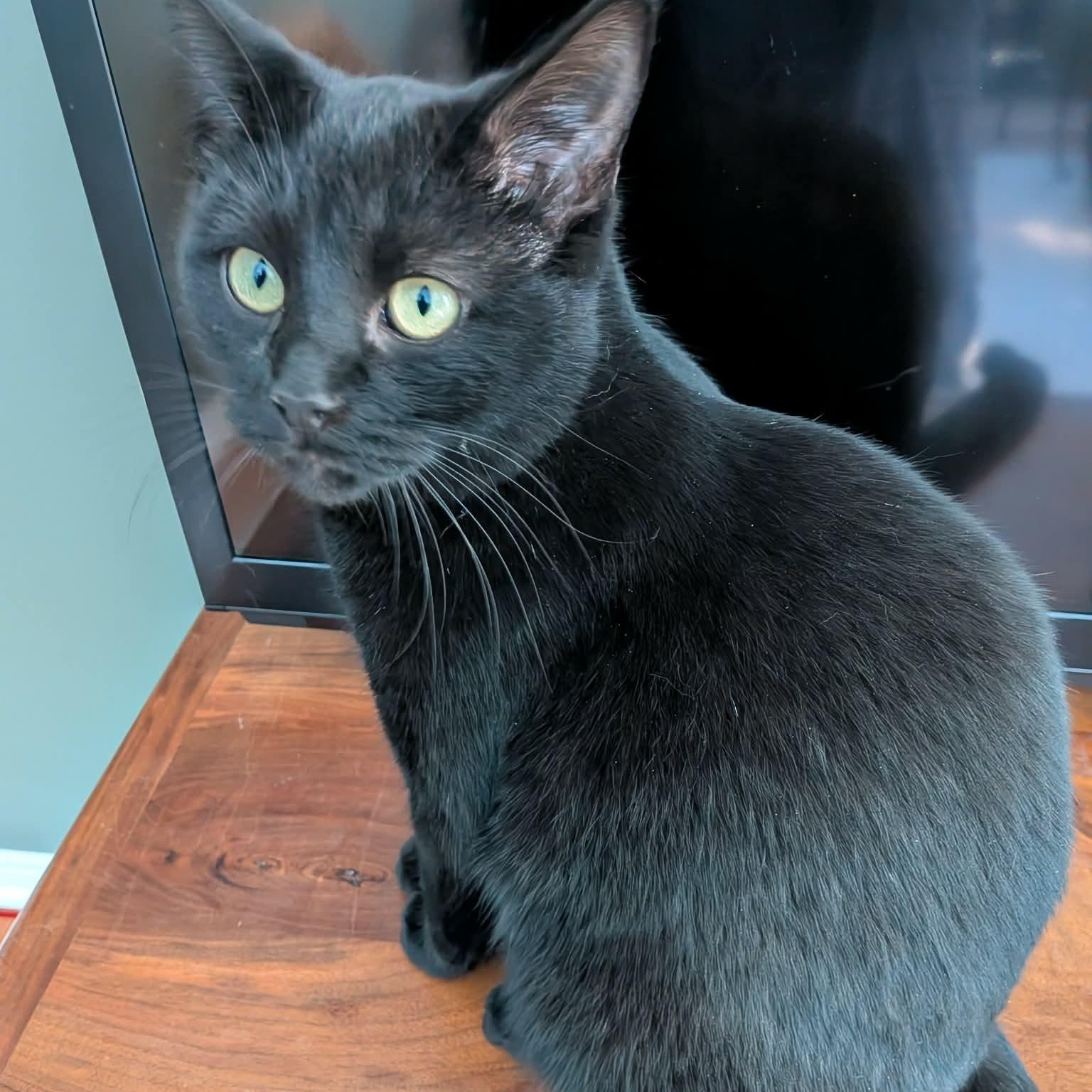 Enlarge ROOKY, a Adoptable Domestic Short Hair in Delhi, ON image 5/6