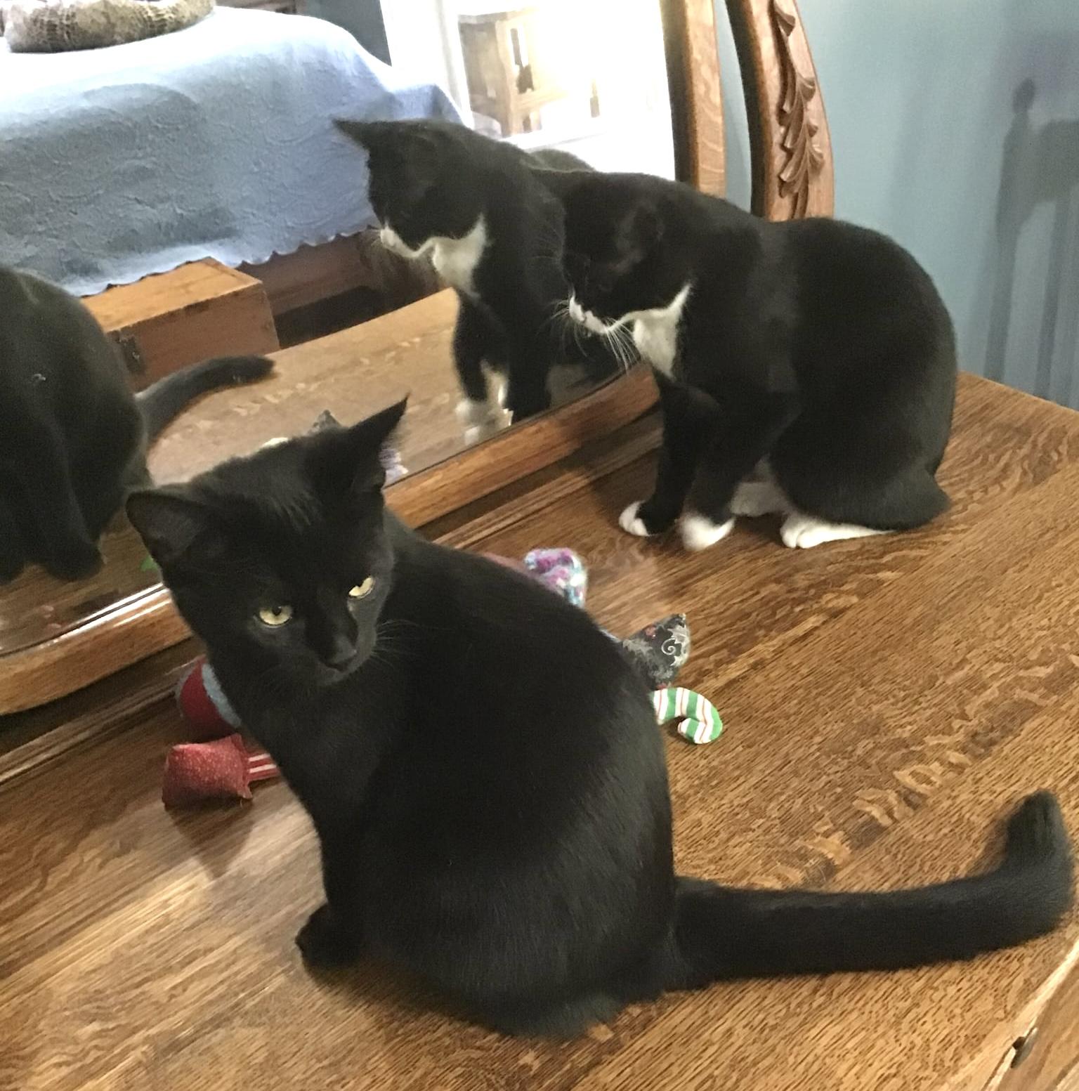 Enlarge ROOKY, a Adoptable Domestic Short Hair in Delhi, ON image 3/6