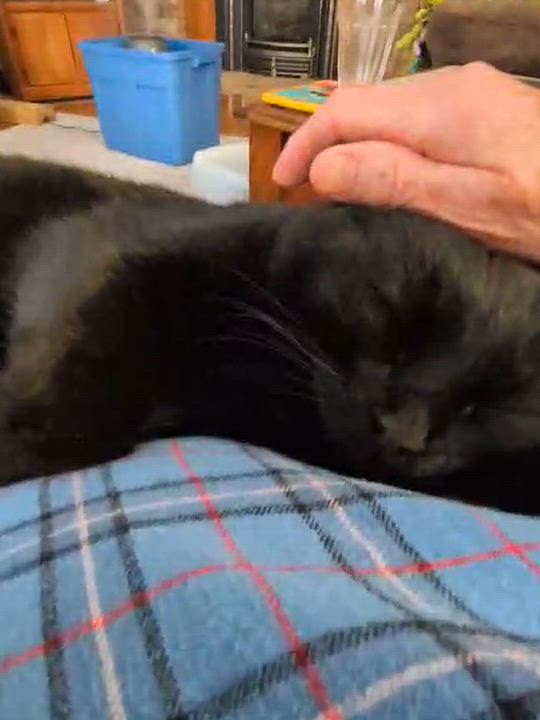 Enlarge ROOKY, a Adoptable Domestic Short Hair in Delhi, ON video 4/6