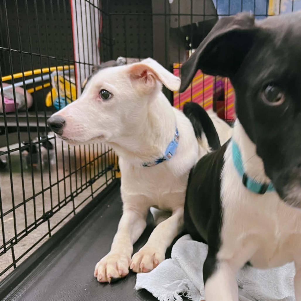 Yogi, Adoptable, Young Male Mixed Breed.