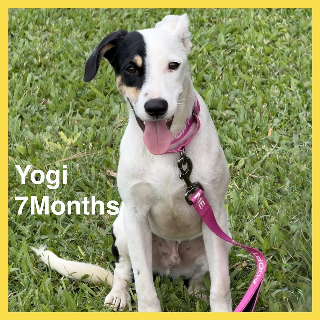 Enlarge Yogi, a Adoptable Mixed Breed in Volcano, HI image 1/6