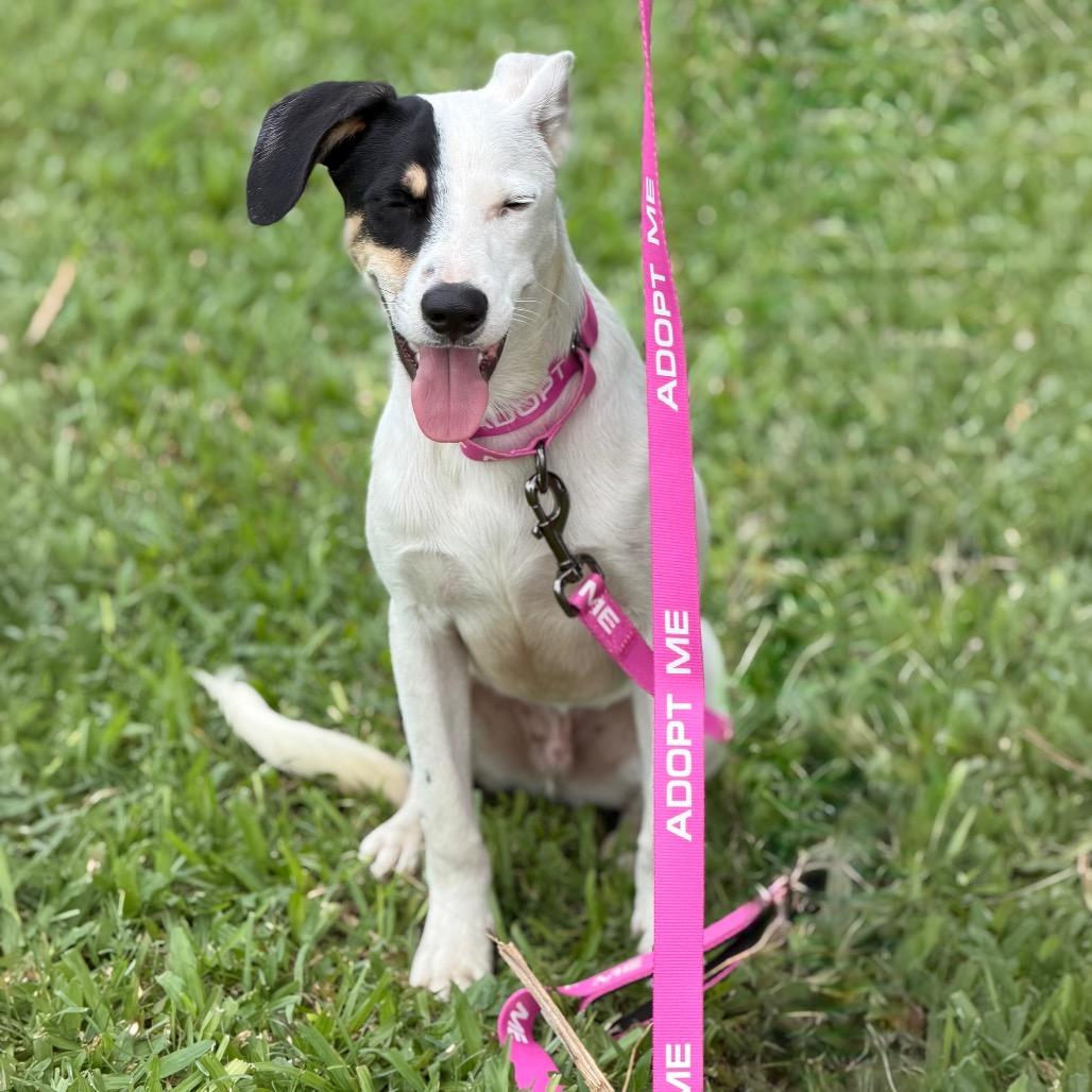 Enlarge Yogi, a Adoptable Mixed Breed in Volcano, HI image 2/6