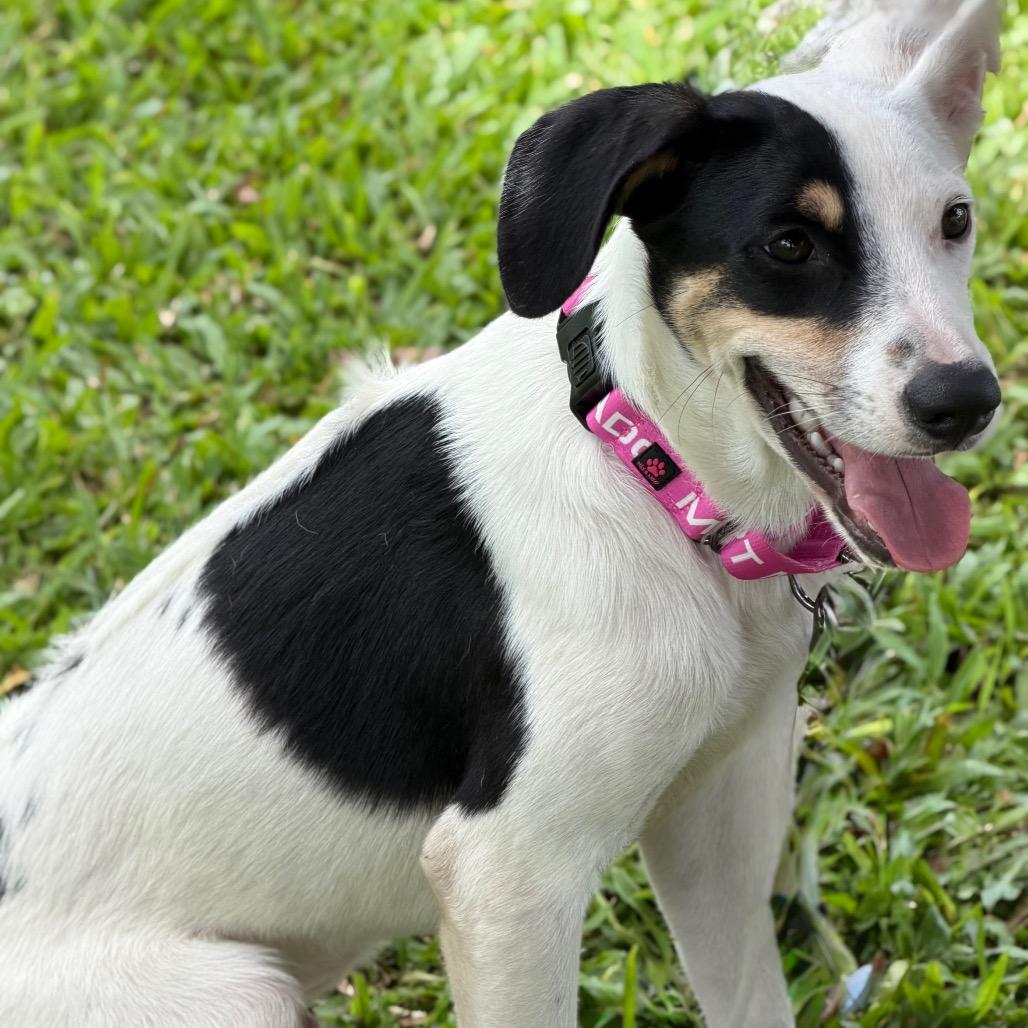 Enlarge Yogi, a Adoptable Mixed Breed in Volcano, HI image 3/6
