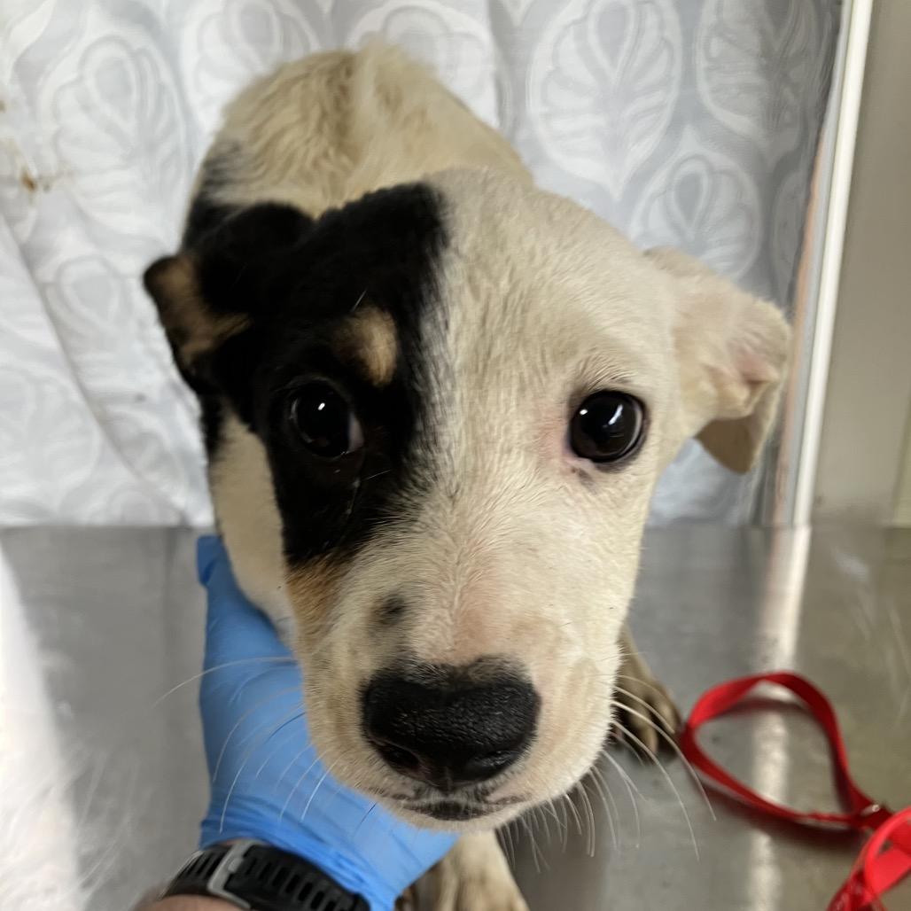 Enlarge Yogi, a Adoptable Mixed Breed in Volcano, HI image 1/2