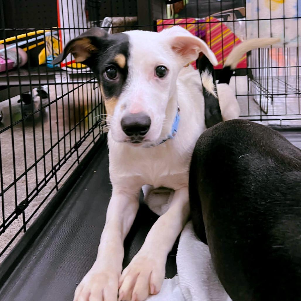 Enlarge Yogi, a Adoptable Mixed Breed in Volcano, HI image 3/4