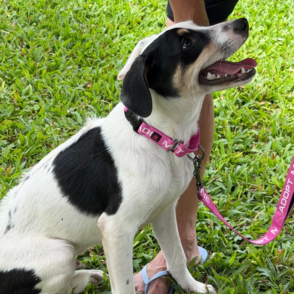 Enlarge Yogi, a Adoptable Mixed Breed in Volcano, HI image 5/6