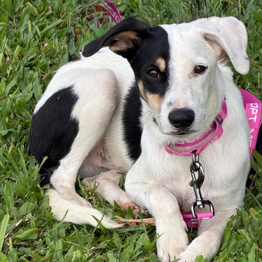 Enlarge Yogi, a Adoptable Mixed Breed in Volcano, HI image 6/6