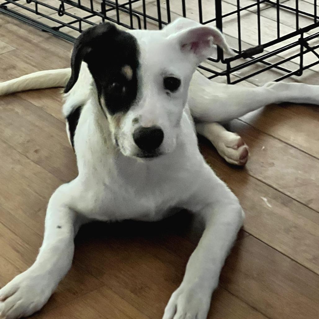 Enlarge Yogi, a Adoptable Mixed Breed in Volcano, HI image 2/2