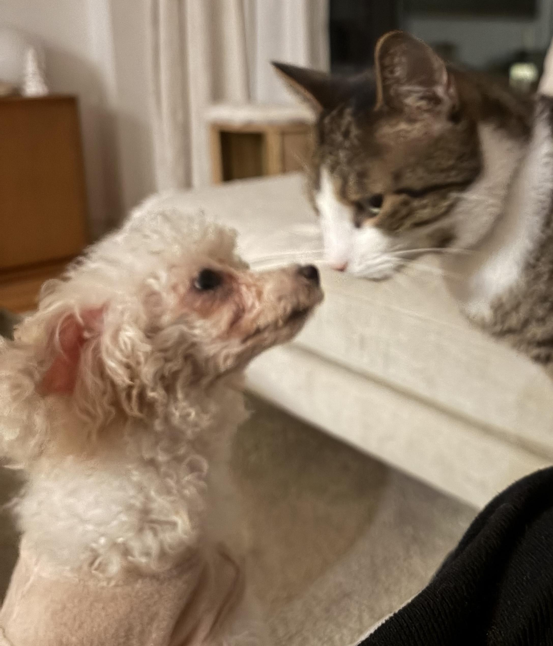 Enlarge Aisha, a Adoptable mixed breed in Brooklyn, NY image 3/6