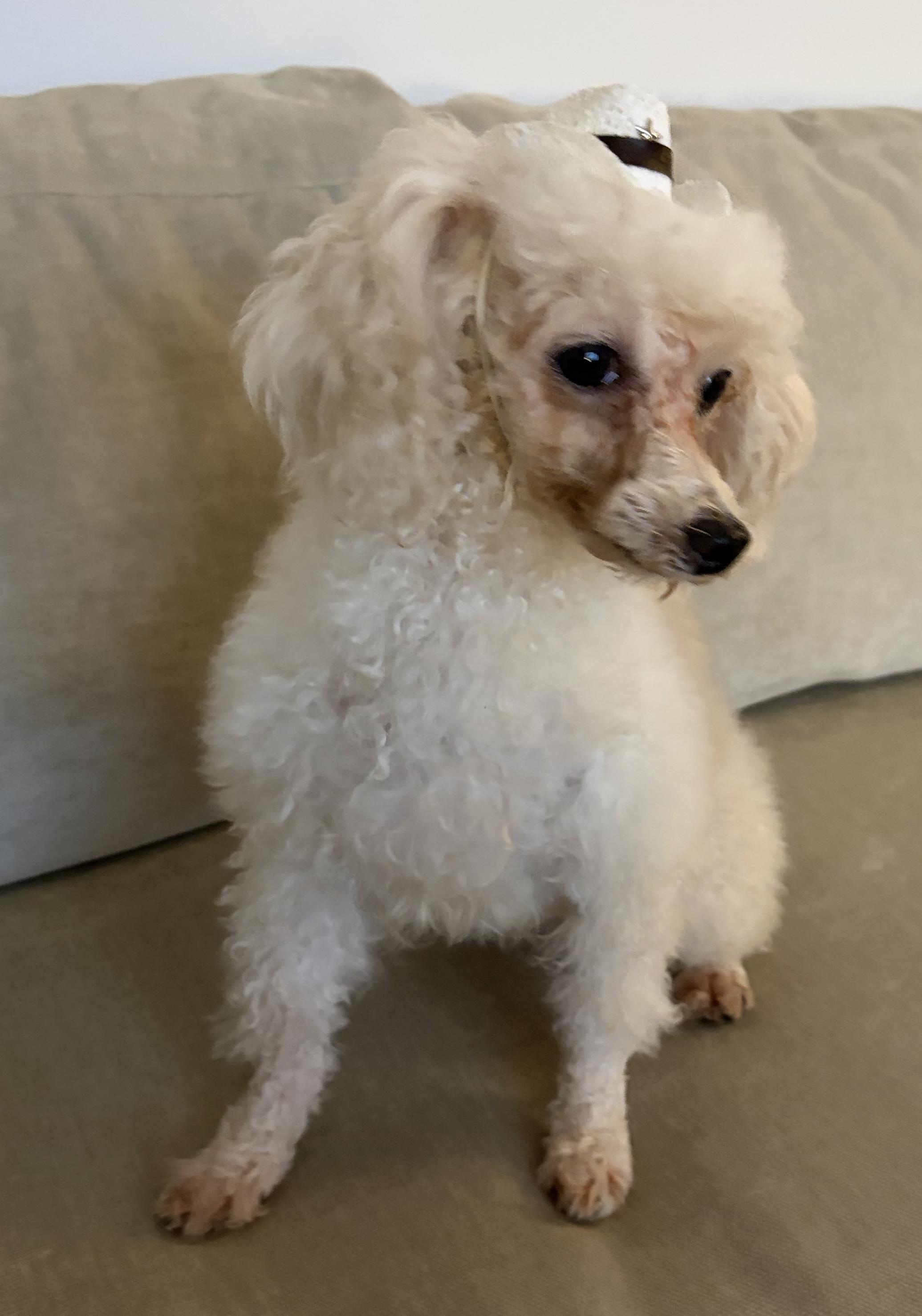 Enlarge Aisha, a Adoptable mixed breed in Brooklyn, NY image 4/6