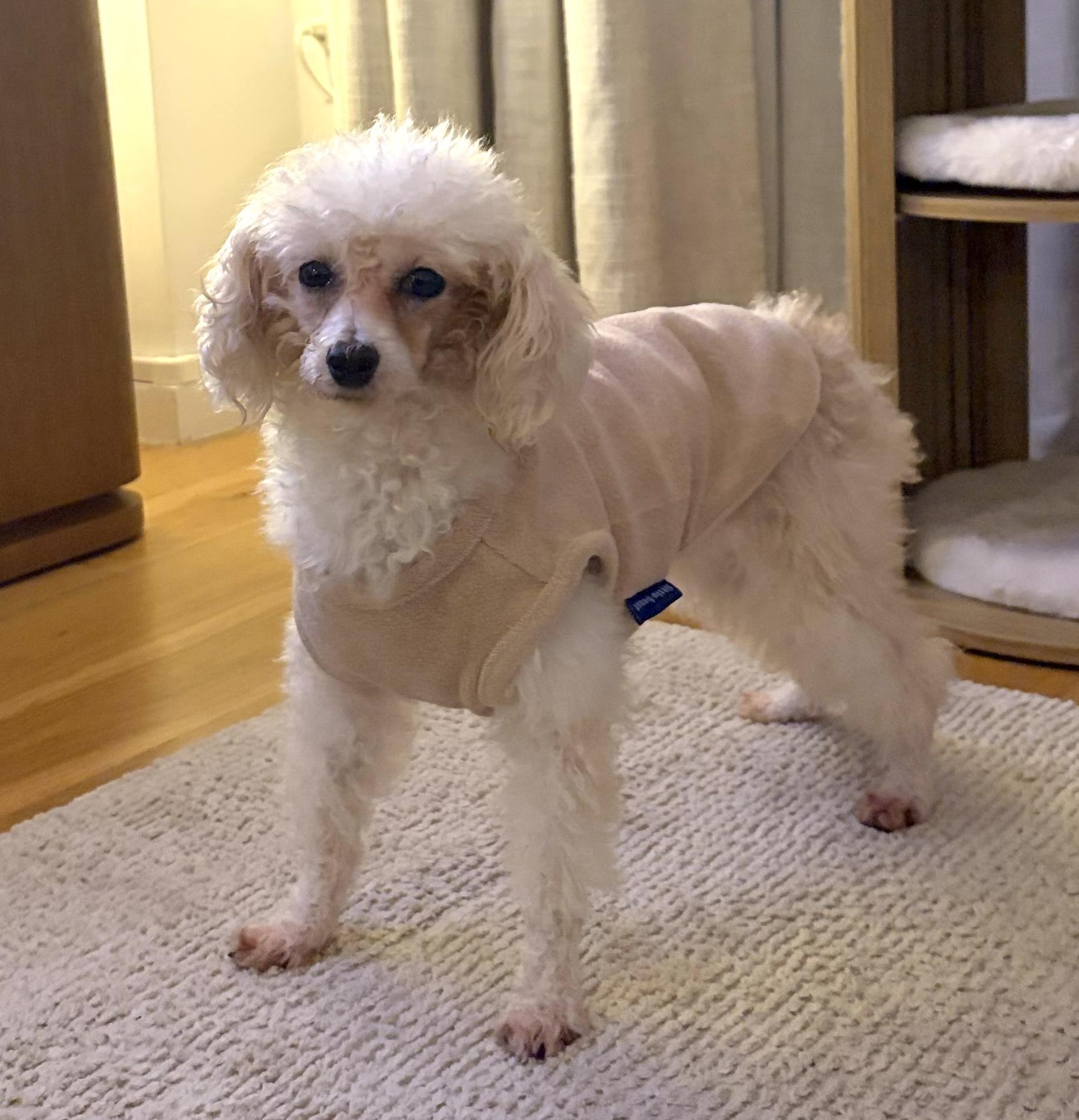Aisha, Adoptable, Adult Female Miniature Poodle.