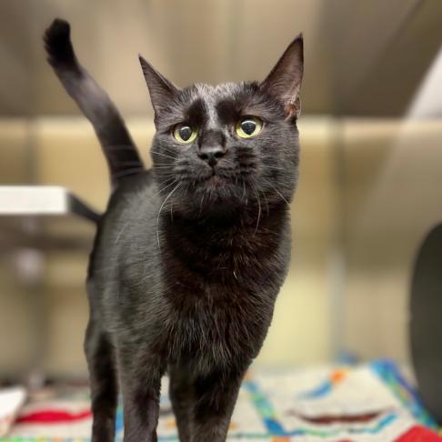 Ivy, Adoptable, Adult Female Domestic Short Hair.