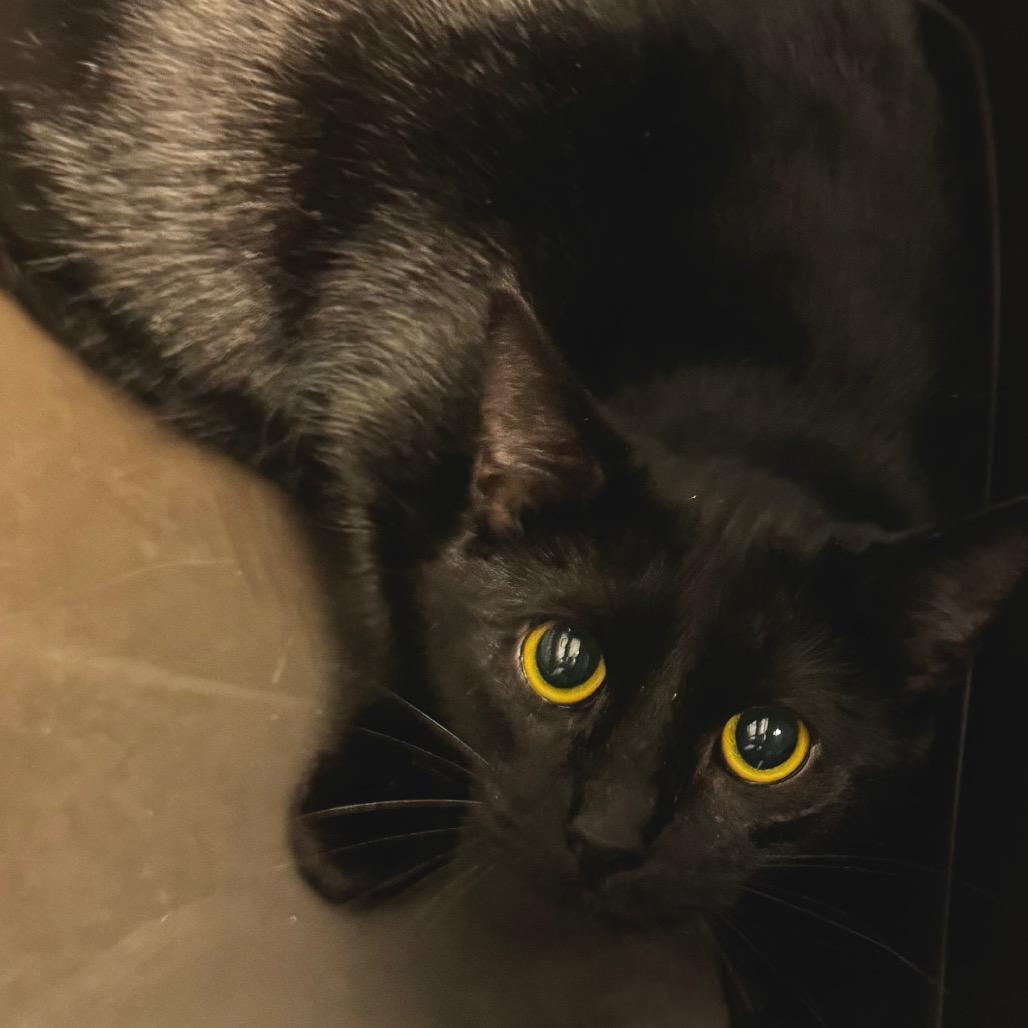 Enlarge Ivy, a Adoptable Domestic Short Hair in Concord, NC image 2/3