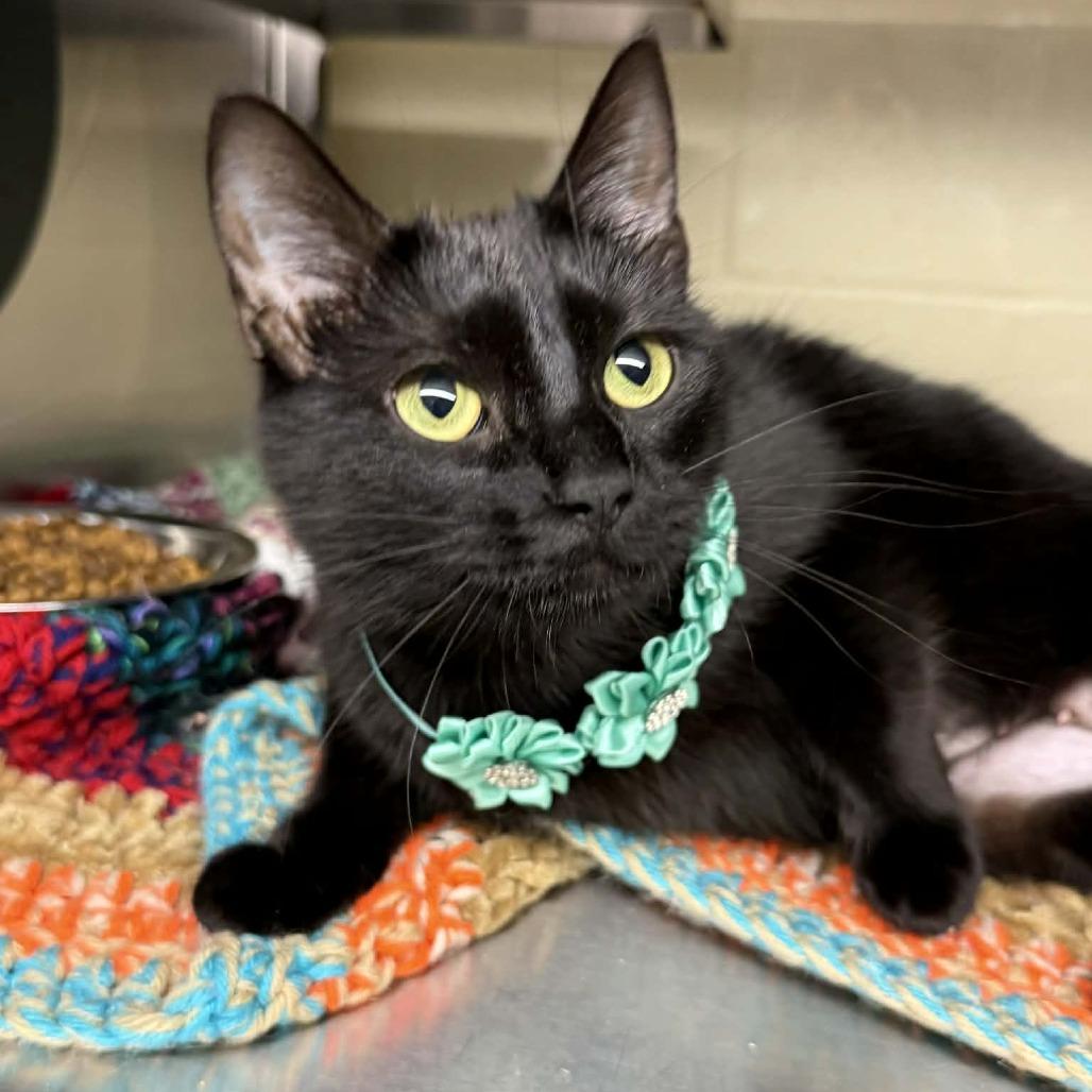 Enlarge Ivy, a Adoptable Domestic Short Hair in Concord, NC image 3/3