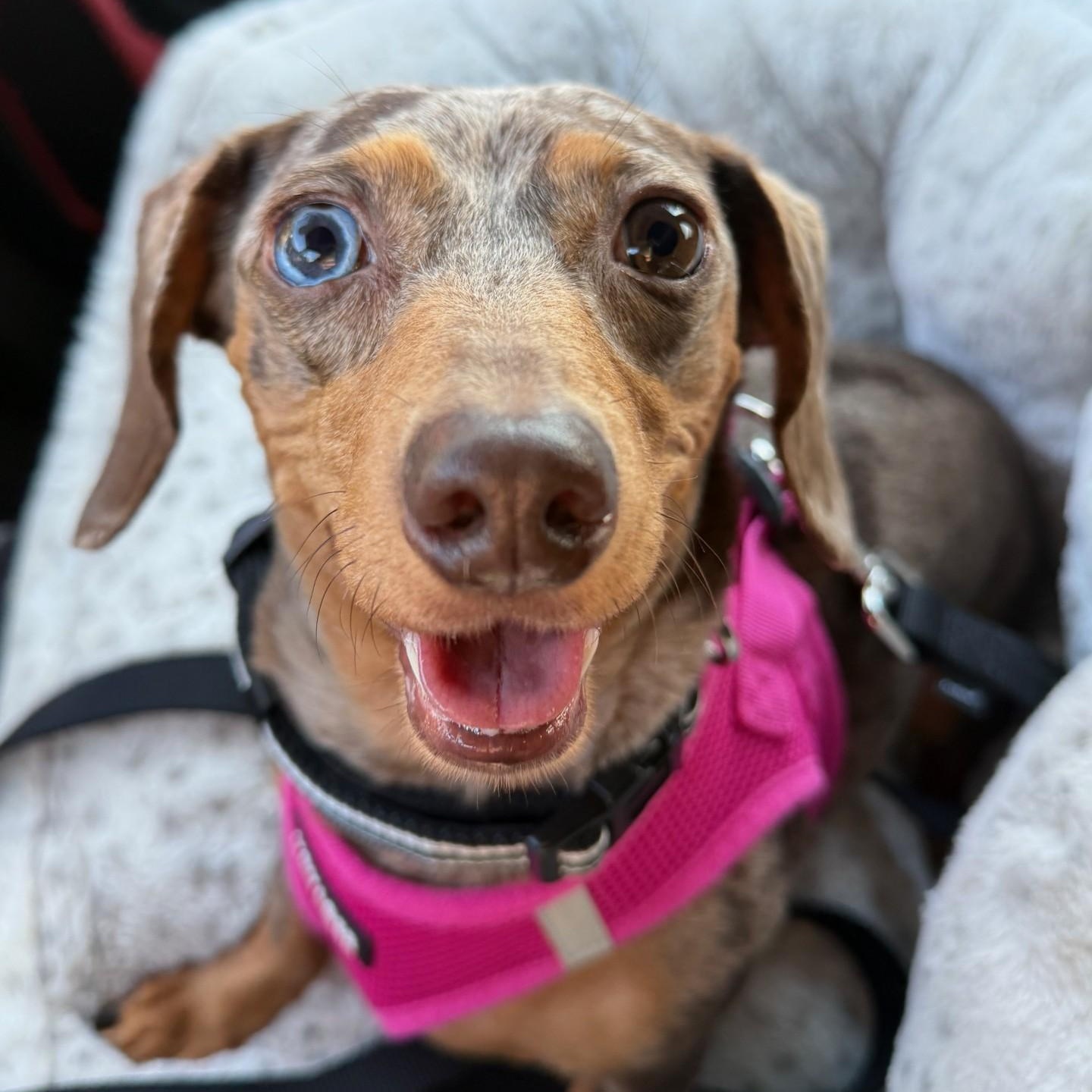 Enlarge Helen (Sister Goldie), a Adoptable Dachshund in Portland, OR image 3/6