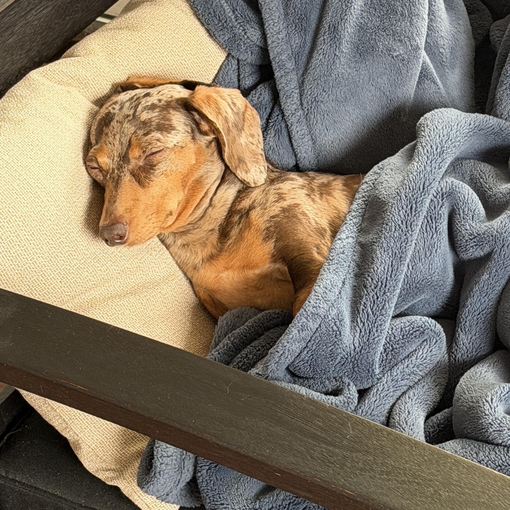 Enlarge Helen (Sister Goldie), a Adoptable Dachshund in Portland, OR image 6/6