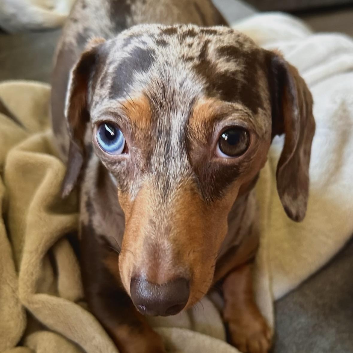 Enlarge Helen (COMING SOON), a Adoptable Dachshund in Portland, OR image 1/2