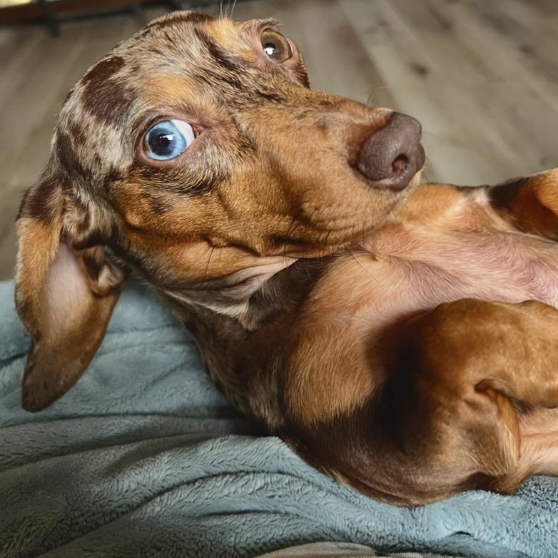 Enlarge Helen (COMING SOON), a Adoptable Dachshund in Portland, OR image 2/2