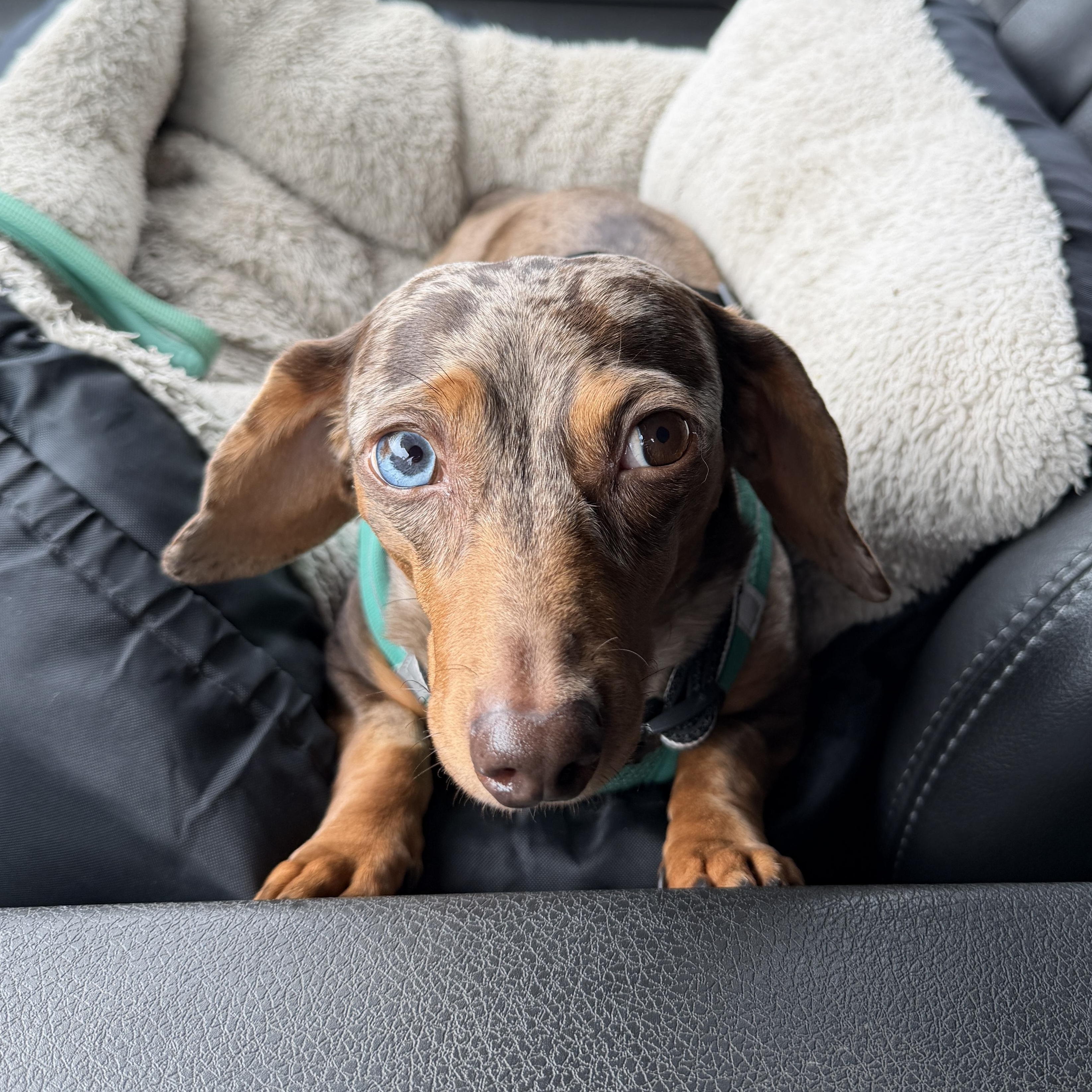 Enlarge Helen (Sister Goldie), a Adoptable Dachshund in Portland, OR image 5/6