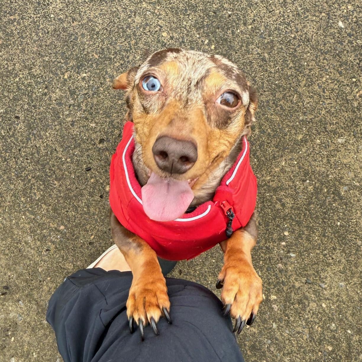 Enlarge Helen (Sister Goldie), a Adoptable Dachshund in Portland, OR image 4/6
