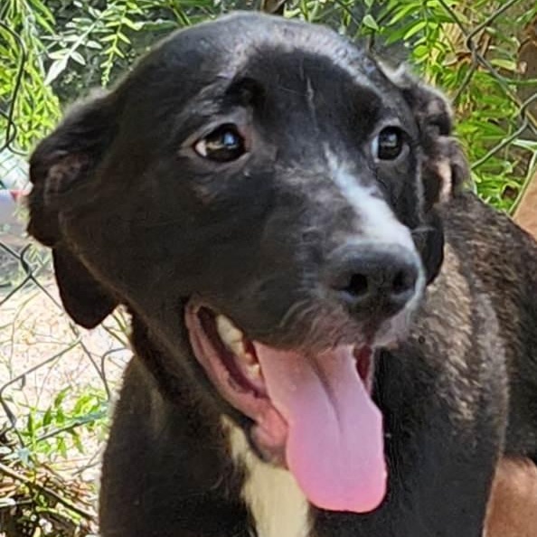 Amore, Adoptable, Puppy Male Mixed Breed.