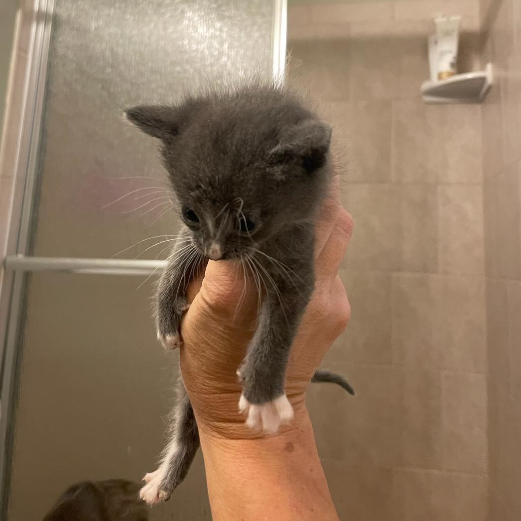 Enlarge Sugar, a Adoptable Domestic Short Hair in Bel Air, MD image 2/3