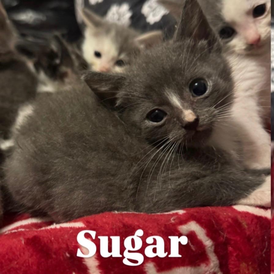 Enlarge Sugar, a Adoptable Domestic Short Hair in Bel Air, MD image 3/3