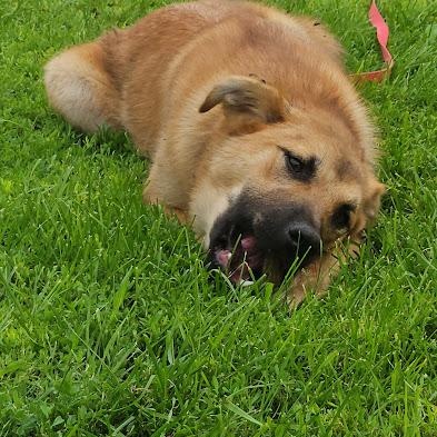 Enlarge Sweet Potato, a Adoptable mixed breed in Watertown, SD image 5/6