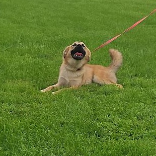 Enlarge Sweet Potato, a Adoptable mixed breed in Watertown, SD image 6/6
