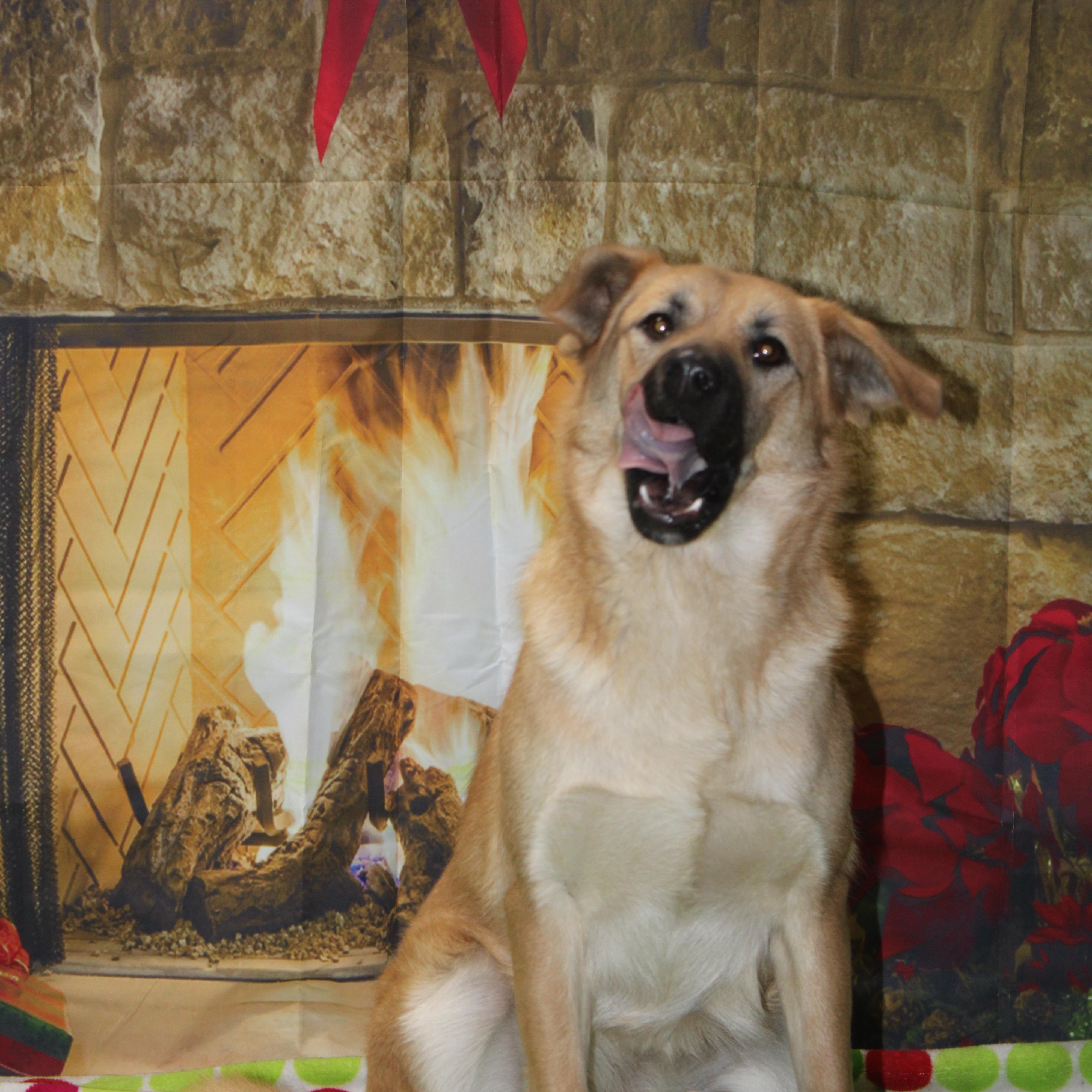 Enlarge Sweet Potato, a Adoptable mixed breed in Watertown, SD image 1/6