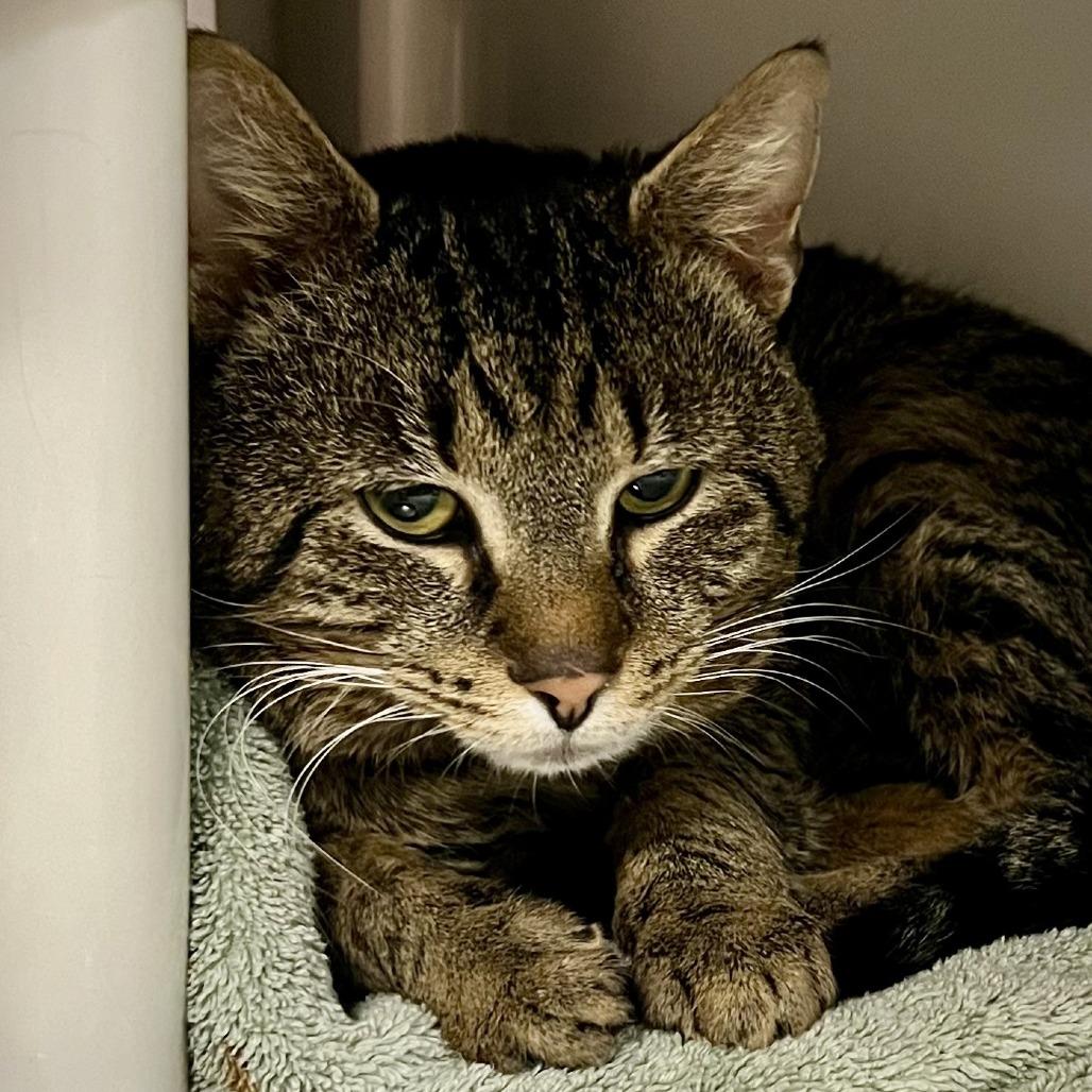 Pacific Rhododendron, Adoptable, Adult Male Domestic Short Hair.