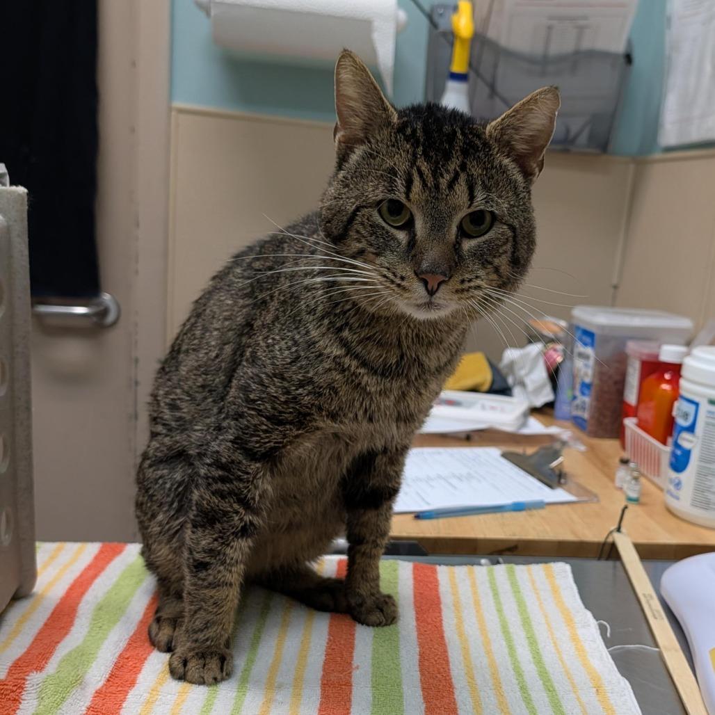 Enlarge Pacific Rhododendron, a Adoptable Domestic Short Hair in Port Townsend, WA image 2/2