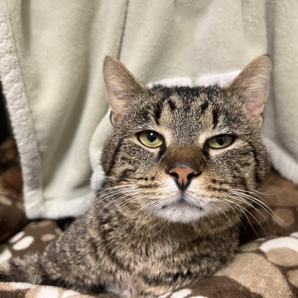 Pacific Rhododendron, Adoptable, Adult Male Domestic Short Hair.