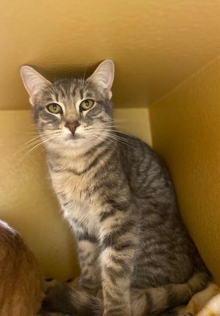 Bella, a Adoptable Domestic Short Hair in Scottsdale, AZ image 1/2