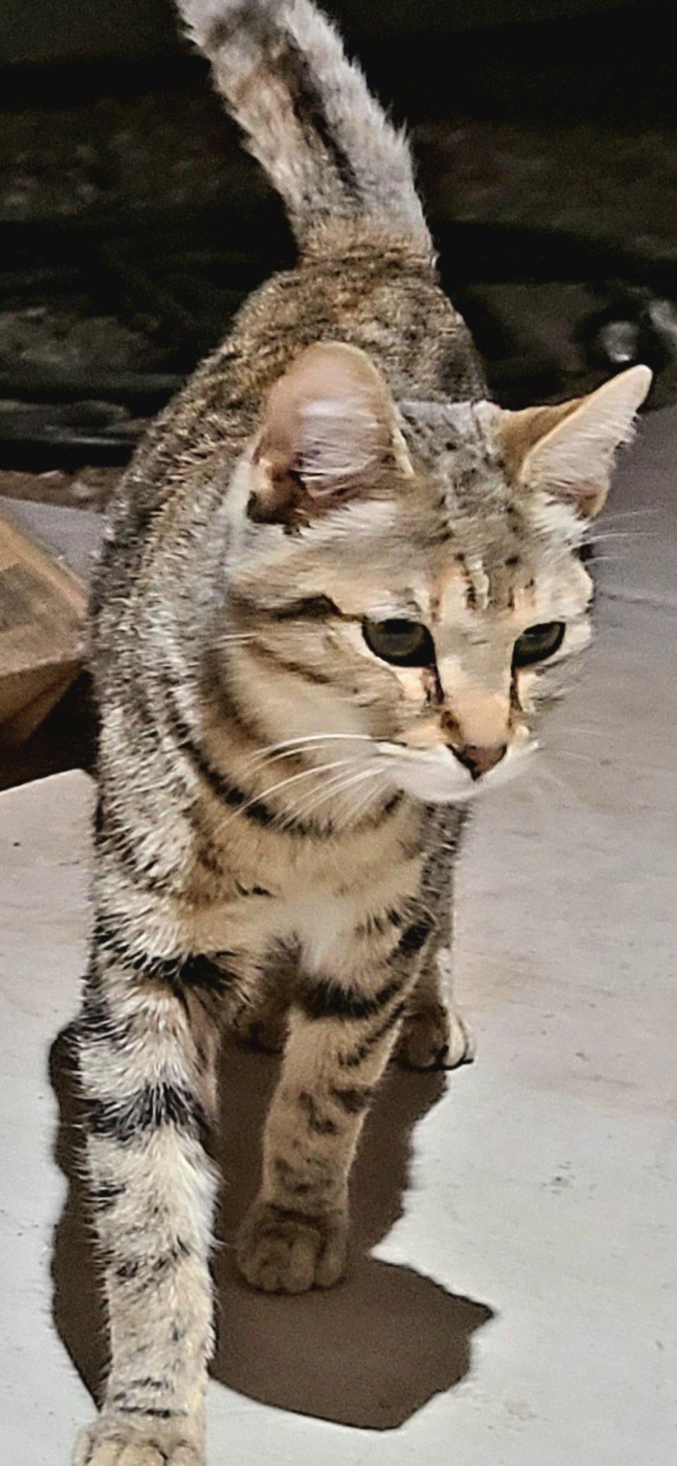 Bella, a Adoptable Domestic Short Hair in Scottsdale, AZ image 2/2